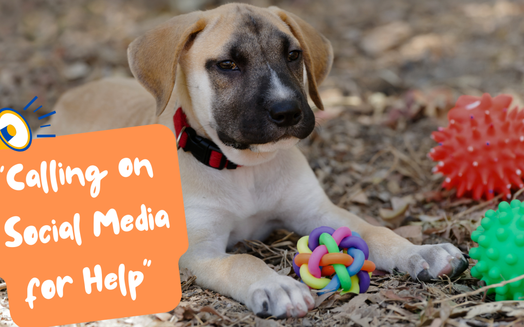 Unleash the Joy: How Social Media Can Help Dogs Get Their Paws on Toys!