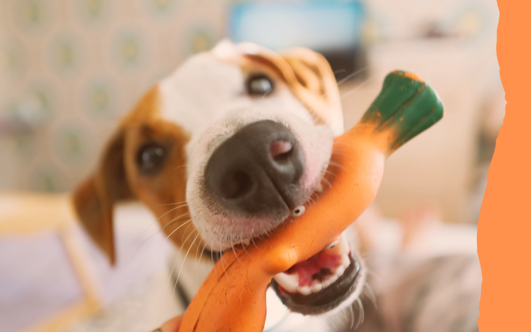 a dog with a toy in its mouth